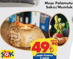 MEŞE PALAMUTU SAKSI/MUMLUK MEŞE PALAMUTU SAKSI/MUMLUK